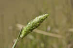 Carolina canarygrass